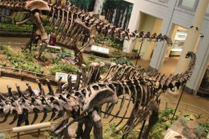 ApatosaursDiplodocus1