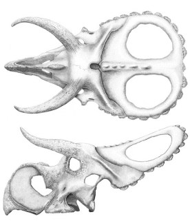 nasutoceratops-stipples-by-sammantha-zimmerman