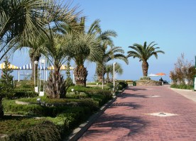 sochi-russia-palmtrees